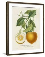 French Orange Botanical I-A. Risso-Framed Art Print