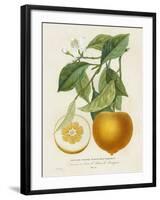 French Orange Botanical I-A. Risso-Framed Art Print