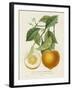 French Orange Botanical I-A. Risso-Framed Art Print