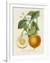 French Orange Botanical I-A. Risso-Framed Art Print