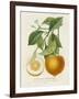 French Orange Botanical I-A. Risso-Framed Art Print