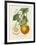 French Orange Botanical I-A. Risso-Framed Art Print