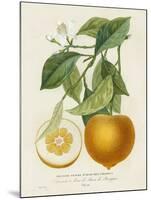 French Orange Botanical I-A. Risso-Mounted Art Print
