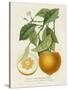 French Orange Botanical I-A. Risso-Stretched Canvas