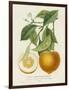 French Orange Botanical I-A. Risso-Framed Art Print