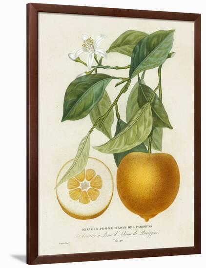 French Orange Botanical I-A. Risso-Framed Art Print