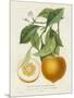 French Orange Botanical I-A. Risso-Mounted Art Print