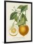 French Orange Botanical I-A. Risso-Framed Art Print