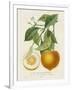 French Orange Botanical I-A. Risso-Framed Art Print