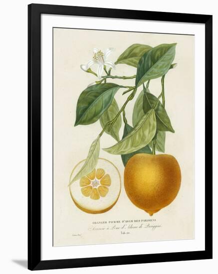 French Orange Botanical I-A. Risso-Framed Art Print