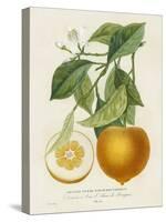 French Orange Botanical I-A. Risso-Stretched Canvas
