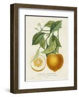 French Orange Botanical I-A. Risso-Framed Art Print