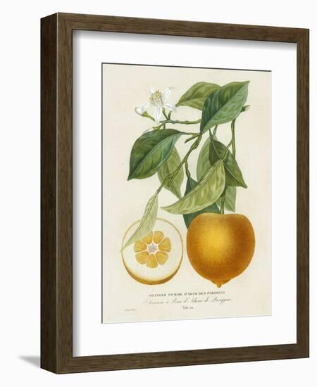 French Orange Botanical I-A. Risso-Framed Art Print