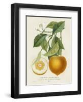 French Orange Botanical I-A. Risso-Framed Art Print