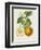 French Orange Botanical I-A. Risso-Framed Art Print