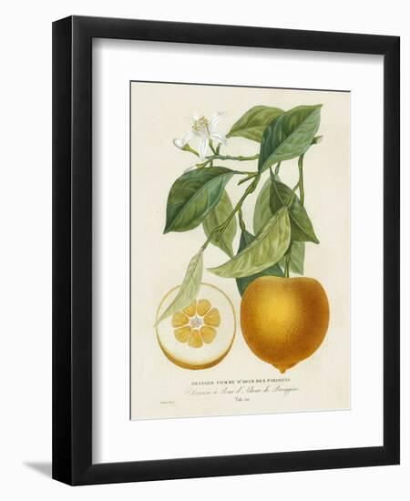 French Orange Botanical I-A. Risso-Framed Art Print