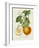 French Orange Botanical I-A. Risso-Framed Art Print