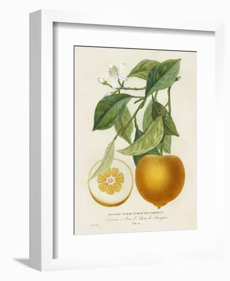 French Orange Botanical I-A. Risso-Framed Art Print