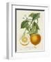 French Orange Botanical I-A. Risso-Framed Art Print