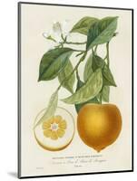 French Orange Botanical I-A. Risso-Mounted Art Print