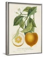 French Orange Botanical I-A. Risso-Framed Art Print