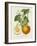 French Orange Botanical I-A. Risso-Framed Art Print