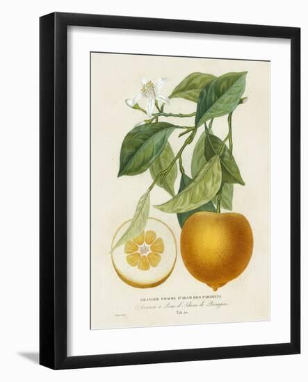 French Orange Botanical I-A. Risso-Framed Art Print