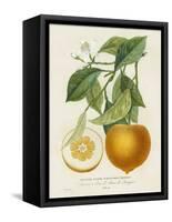 French Orange Botanical I-A. Risso-Framed Stretched Canvas