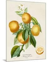 French Orange Botanical III-A. Risso-Mounted Art Print