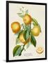 French Orange Botanical III-A. Risso-Framed Art Print