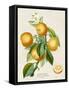 French Orange Botanical III-A. Risso-Framed Stretched Canvas