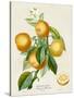 French Orange Botanical III-A. Risso-Stretched Canvas