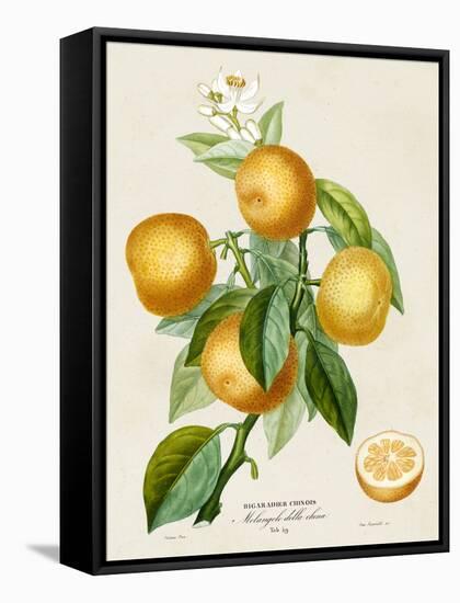 French Orange Botanical III-A. Risso-Framed Stretched Canvas