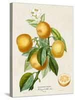 French Orange Botanical III-A. Risso-Stretched Canvas