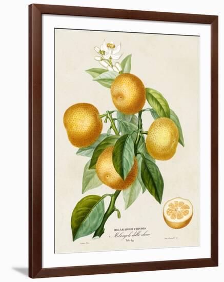 French Orange Botanical III-A. Risso-Framed Art Print