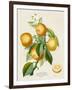 French Orange Botanical III-A. Risso-Framed Art Print