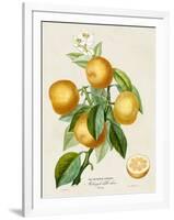 French Orange Botanical III-A. Risso-Framed Art Print