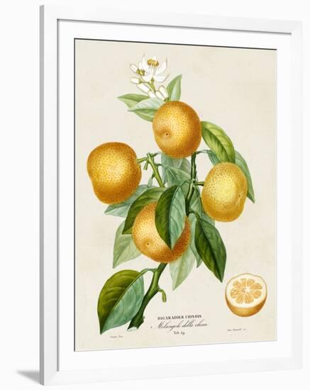 French Orange Botanical III-A. Risso-Framed Art Print