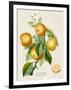 French Orange Botanical III-A. Risso-Framed Art Print