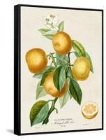 French Orange Botanical III-A. Risso-Framed Stretched Canvas
