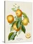 French Orange Botanical III-A. Risso-Stretched Canvas