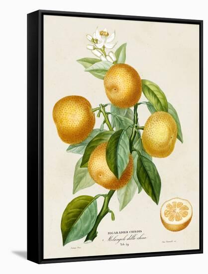 French Orange Botanical III-A. Risso-Framed Stretched Canvas