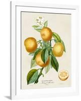 French Orange Botanical III-A. Risso-Framed Art Print