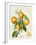 French Orange Botanical III-A. Risso-Framed Art Print