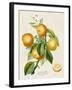 French Orange Botanical III-A. Risso-Framed Art Print