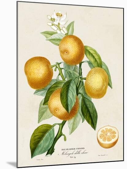 French Orange Botanical III-A. Risso-Mounted Art Print
