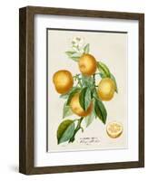 French Orange Botanical III-A. Risso-Framed Art Print