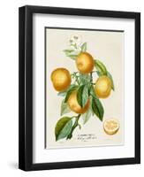 French Orange Botanical III-A. Risso-Framed Art Print