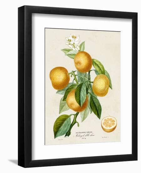 French Orange Botanical III-A. Risso-Framed Art Print