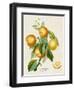 French Orange Botanical III-A. Risso-Framed Art Print